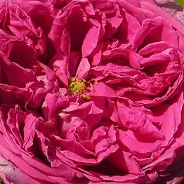 Comanda trandafiri online - Roz - trandafiri vechi de gradină - trandafir cu parfum discret - Rosa Aurelia Liffa - Rudolf Geschwind - ,-